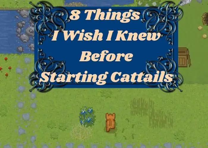 8 Things I Wish I Knew Before Starting Cattails title picture